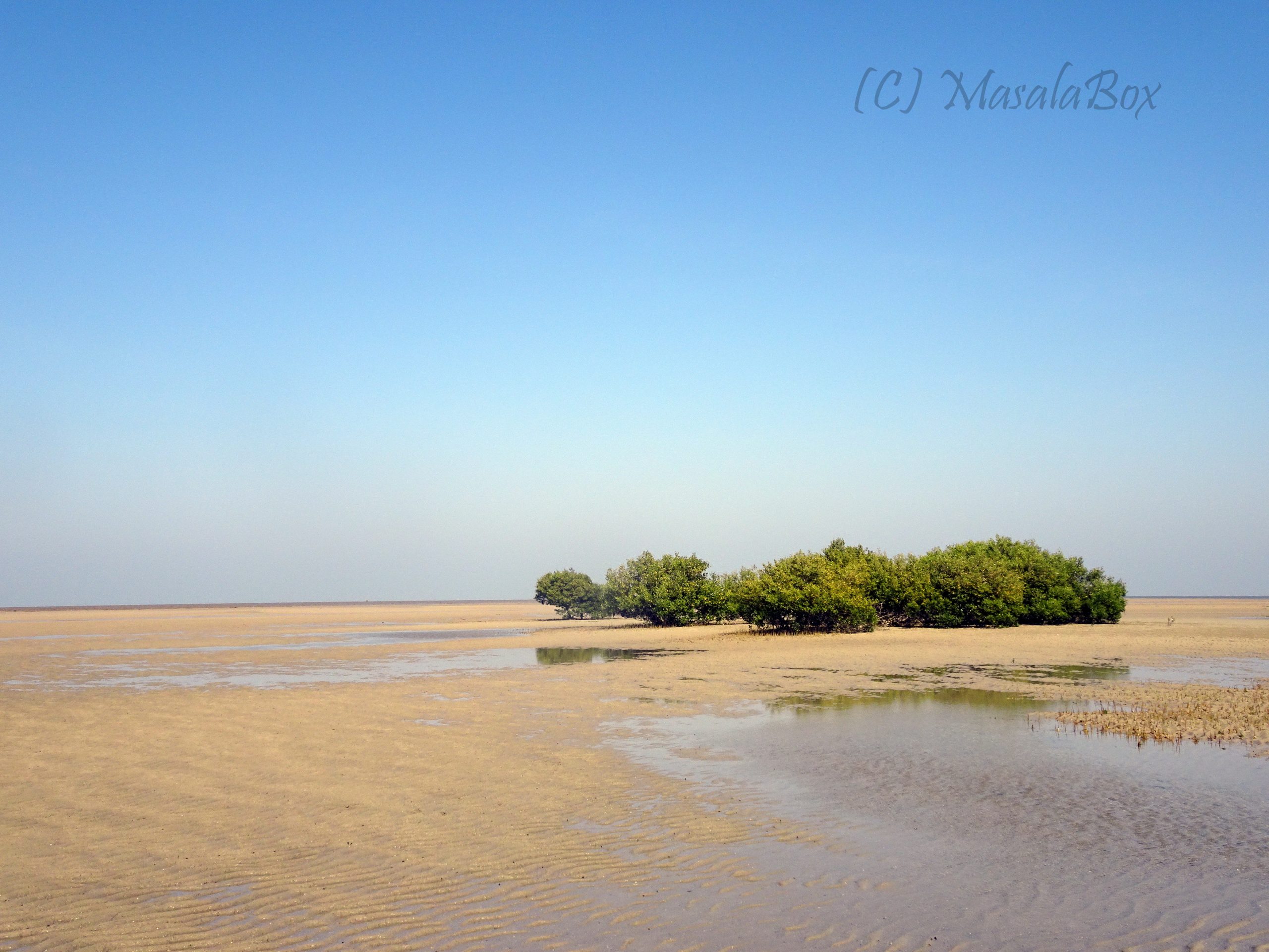 Mangroves with water receded