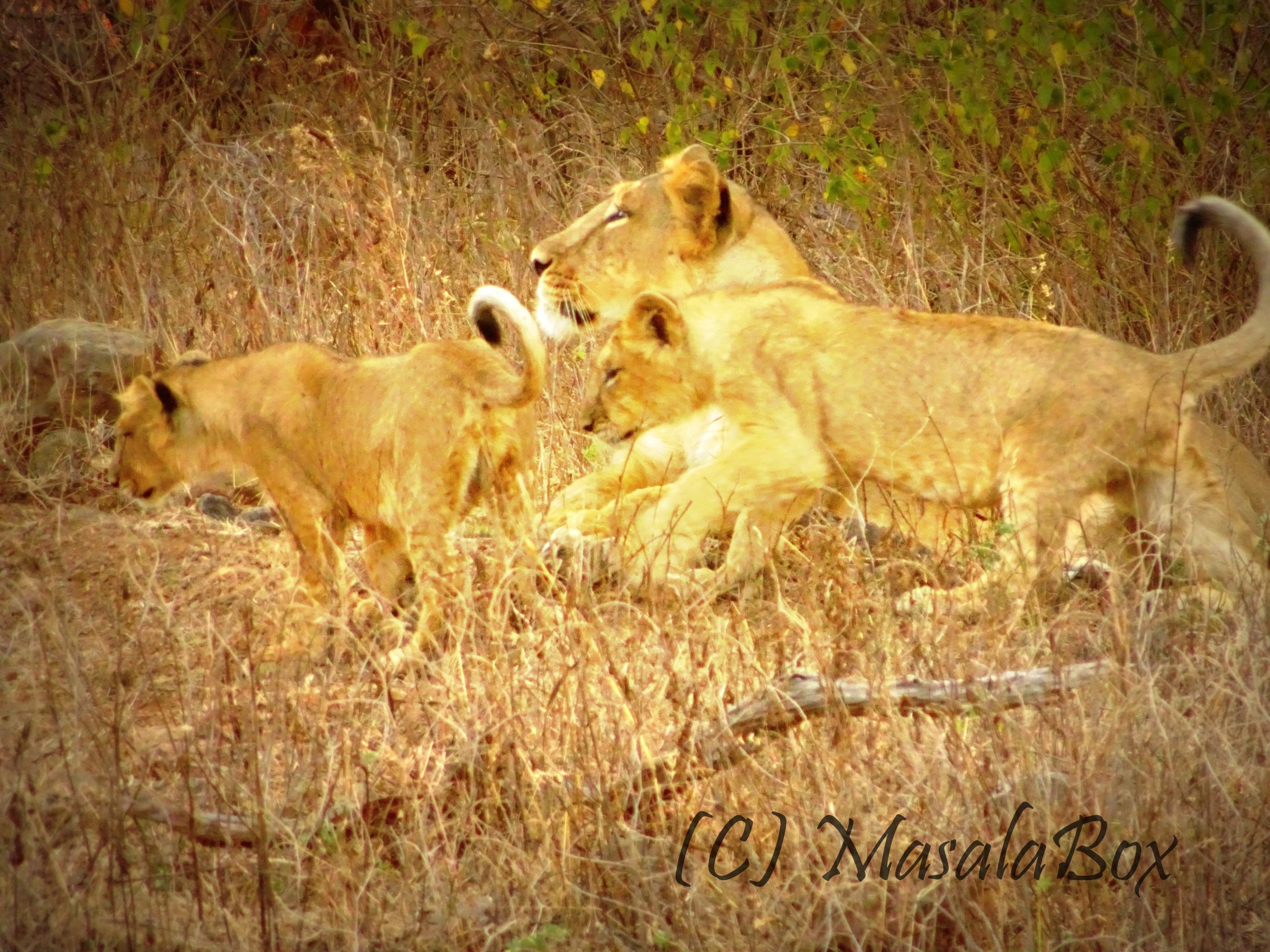 Gir Asiatic Lions