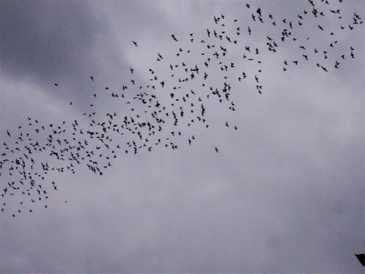 Bats of Khao Yai National Park