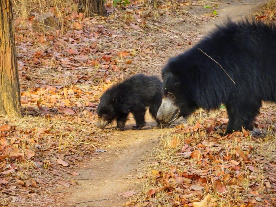 sloth bear Satpura National Park