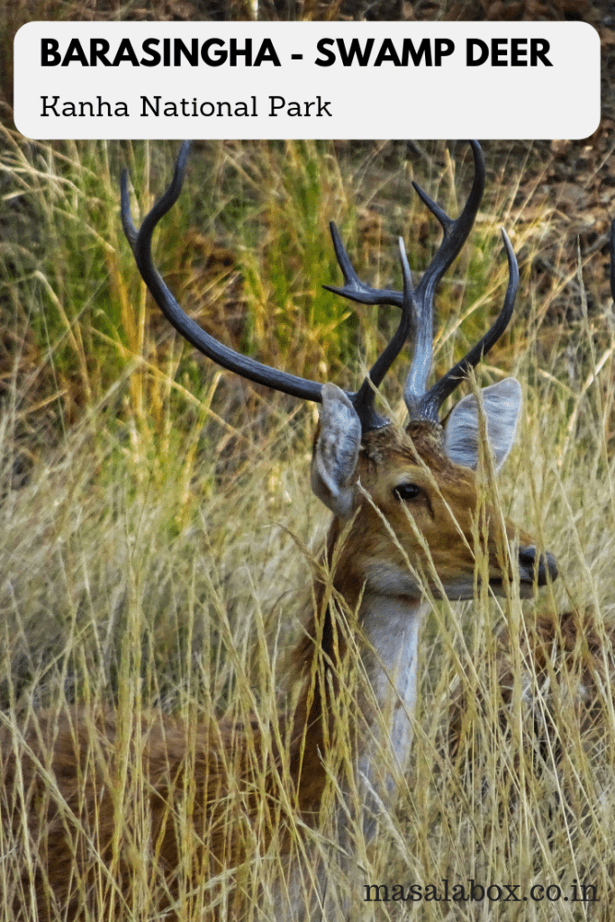 Pin Barasingha