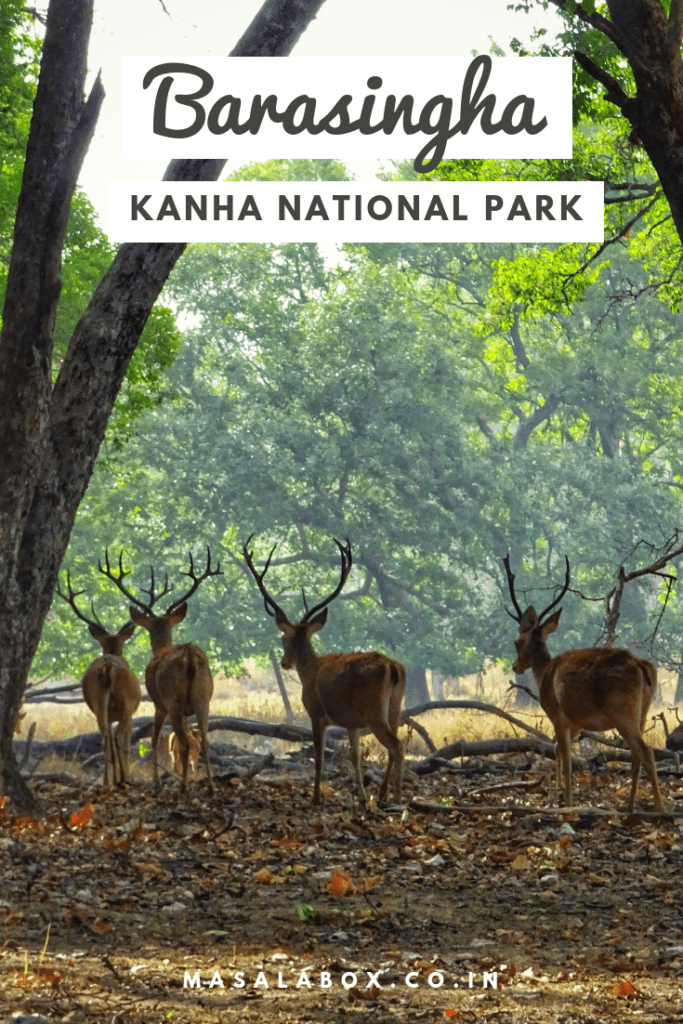 Pin - Barasingha 