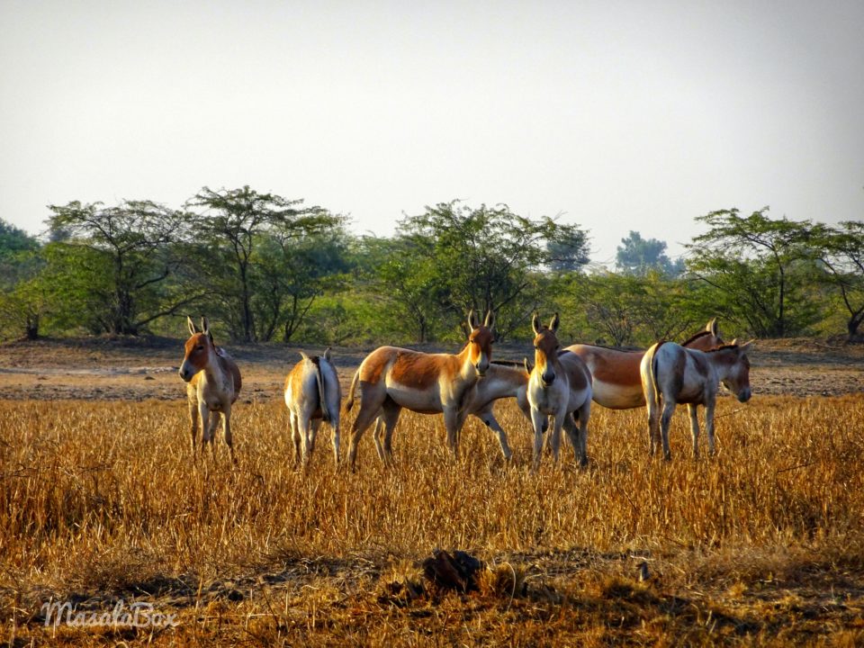 Indian Wild Ass